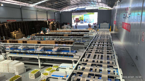 目前浙江开浦科技有限公司的分选线每天能处理70吨茵红李