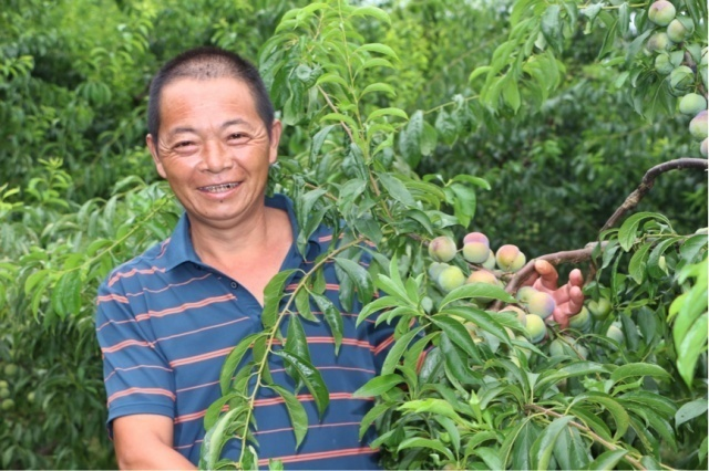 茵红李成熟度要达到7成及以上才能采摘