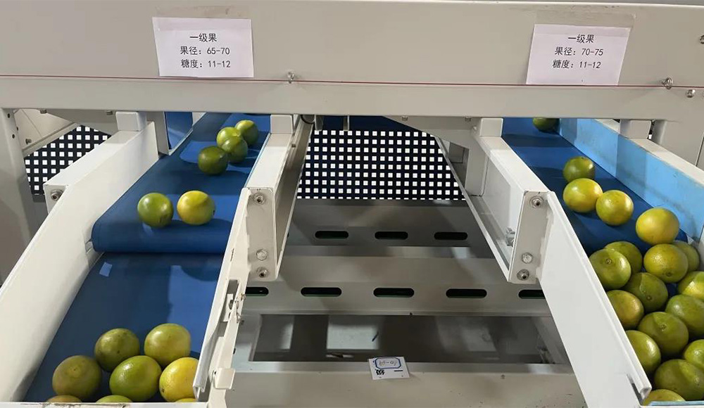 琼中绿橙智能分选