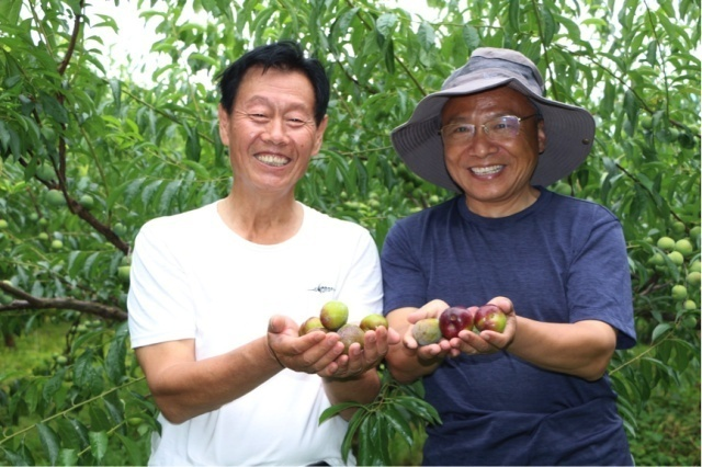 李子包甜包好吃